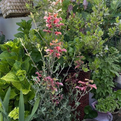 Semi di Salvia - per giardino di Salvia japonica - perenni semi di da giardino roccioso 30pcs