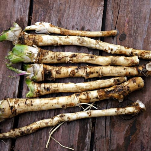 semi di rafano da giardino tappezzanti, biologiche freschi di rafano, cucina dell'orto, 100pcs