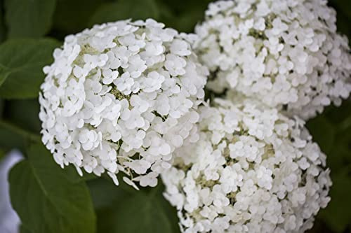 Hydrangea arborescens 'Strong Annabelle' 100-125 cm – Winterhart, Mehrjährig, Pflegeleicht – Schneeballhortensie – Blütenstrauch für Garten & Beet