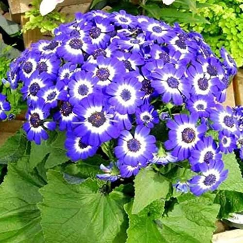 Saterkali Chrysanthemensamen, 300 Stück/Beutel Chrysanthemensamen Fantastische, sonnenblaue Bonsai-Gartenblumensamen für Zuhause Gänseblümchen-Samen