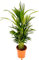 POWERS TO FLOWERS - ARECA, PALMA DI ARECA vaso 17 altezza 70cm, pianta vera