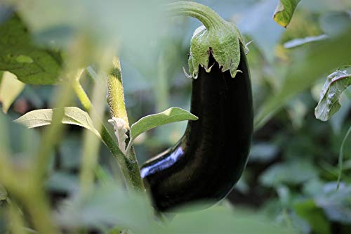 Graines Aubergine longue pourpre - sachet de 400 graines - Solanum/melongena/Bonica f2 - Graines de style