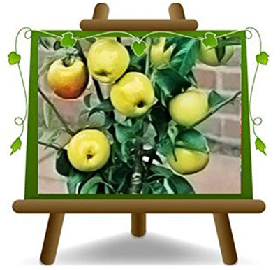 pommier nain Plante fruitière sur un pot de 20 - max 80 cm - 2 ans