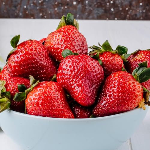 Erdbeer Lambada (20 frigo A+ Pflanzen), gekühlte schnellwachsende Erdbeerpflanzen aus Holland. Winterhart und Mehrjährig, selbstfruchtend Fragaria x ananassa Stauden aus Holland (kein Samen)