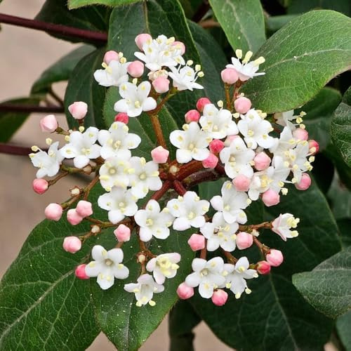 Semillas de bolas de nieve de invierno - decoración Viburnum dilatatum - semillas de silvestres de jardín de rocas resistentes 250pcs