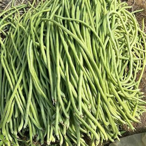 semillas de frijol de jardín - variedades antiguas 55pcs