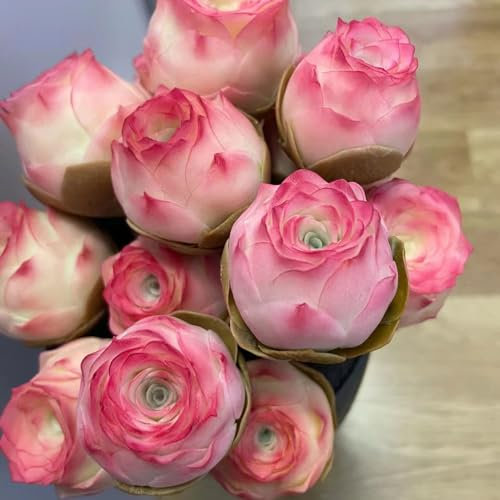 350 pcs sukkulenten samen winterhart, samen geschenk, hochbeet samen sukkulenten echte pflanzen exotische pflanzen, bodendecker pflanzen winterhart bio saatgut balkonpflanzen winterhart