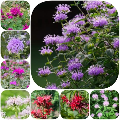 Semi di melissa - esotico resistenti per giardini rocciosi vecchie varietà per giardinieri semi di selvatici copertura del terreno organico raro 200pcs