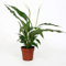 Spathiphyllum Bellini - Olla de lirio de la paz de 13 cm por Patricia May