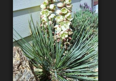 5 Graines de Yucca glauca narrowleaf Palins Yucca