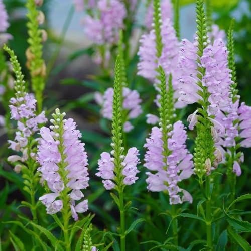 Semi di Physostegia virginiana - da giardino roccioso resistenti per luoghi soleggiati vecchie varietà semi di campo 250pcs