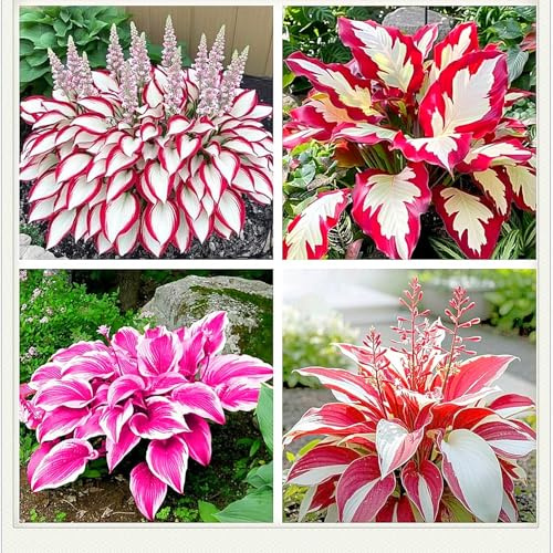 Sfuso Hosta Bulbi, piante erbacee perenni, Hosta Bulbi grande, Ambiente paesaggistico, Hosta in vaso, profumate, pianta Hosta(Non artificiali)-4 Bulbi-H