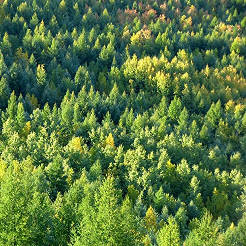 samen mammutbaum sequoiadendron giganteum - Sequoia sempervirens - saatgut geschenk robuste balkonpflanzen winterhart nachhaltige produkte 100 Stück