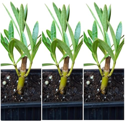 Pack de 3 Plantas natural Adelfa Nerium Oleander Roja, En cepellón. 5-10 cm. Aún SIN FLOR. Arbusto ornamental, con flores vistosas y muy resistentes. Segura Garden.