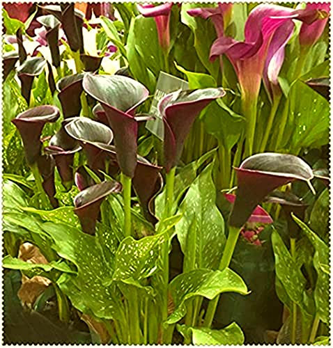 Calla Lily Bulbi Splendid Dream Floreale Fragrancey Ornamenti Fioriti in Primavera Rara Crescita di Piante Popolari - 5 Lampadine