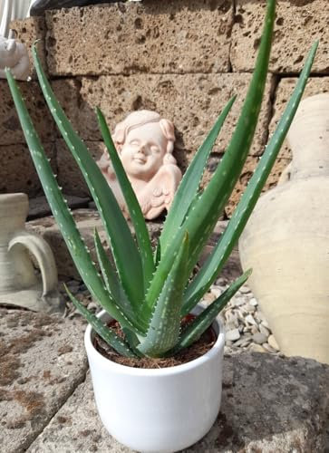 Echte Aloe Vera,medizinisch,incl. 12cm Keramik-Topf, sehr große Pflanzen mit ca.40 cm Höhe