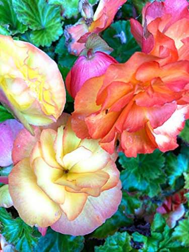 3 corms of Double Begonia (Mixed Colours) Includes Postage
