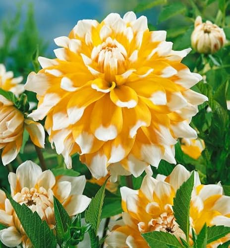 Votaniki Seattle Dahlia Bulbs - Large Flowering Dahlia, Perennial, Perfect for Cut | Dahlia Bulbs for Planting - Bloom Year After Year (1 Pack)