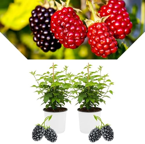2 BlackBerry Bushes Live Plant, Sweet, Thornless, High Yielding Berries for Outdoor Planting, Fully Rooted 4-7 Inches (Von)