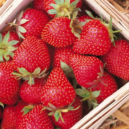 12 x Strawberry Symphony Bare Root Plants - Grow Your Own Strawberries - Bare Root Strawberry Runners - Fruit Plant (Regular Packaging)