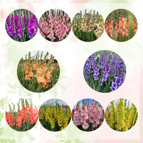 gladiolenzwiebeln winterhart mehrjährig - stauden indoor garten 15pcs