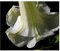 Brugmansia double white - Engelstrompete - 5 Samen