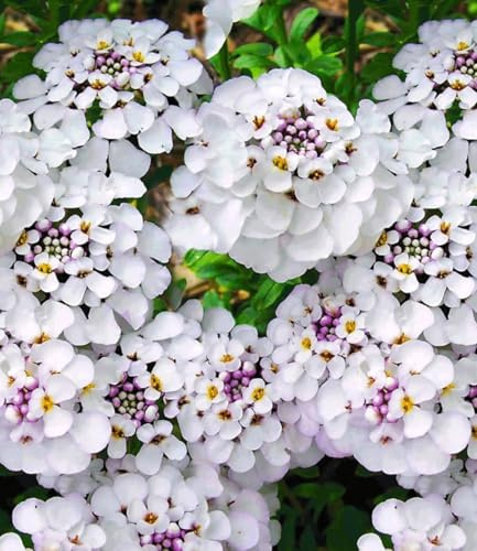 BALDUR Garten 6x Winterharter Bodendecker Iberis 'Masterpiece®', Pflanzen im 9x9 cm-Topf, Schleifenblume, winterharte Staude, mehrjährig & pflegeleicht, Wasserbedarf gering, blühend, Iberis Hybrid