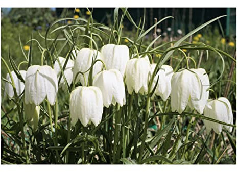 10x Fritillaria Meleagris Alba Spring Flowering Bulbs Snakes Head Lily Ready to Plant Bulbs Hardy Perennial White Flowers
