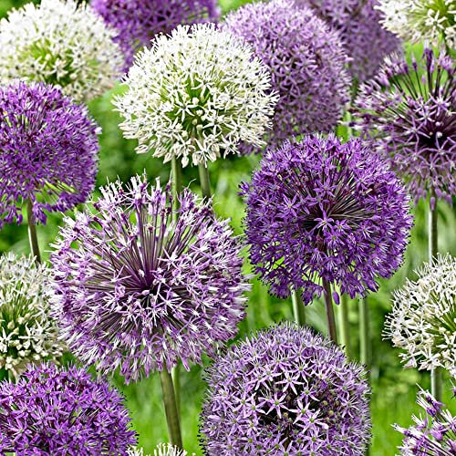 8 x Allium Colour Mixed – Spring Flowering Bulbs – RHS Plants for POLLINATORS – Explosion of Colours in Your Spring Landscape – Perennial – for Your Beautiful Garden