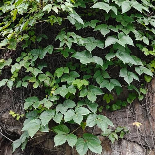 wilder wein pflanze samen - blumenwiese garten hochbeet saatgut blumen stauden winterhart blumenbeet pflanzen geschenk winterharte blumen pflanzen samen indoor gartenblumen pflanzen 100pcs