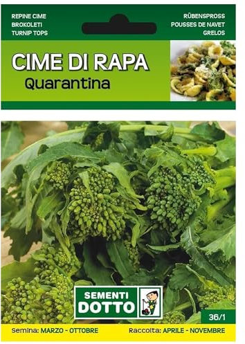 Sicignano | Semi Cime di Rapa Quarantina - Pianta Precoce, Infiorescenze Serrate, Busta Extra - 1 Confezione da 20g, Raccolta Primaverile-Estiva