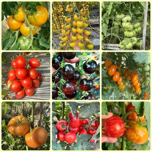 semi di pomodoro, semi di invernali antiche varietà da balcone esotiche esotiche regali da giardino 500pcs