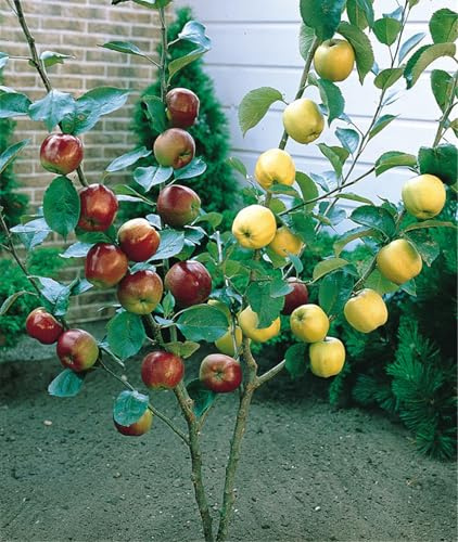 Frutal Manzana de Raíz Desnuda - Robusto, Vigoroso, Resistente, Versátil, Duradero, Adaptable-3 rizoma