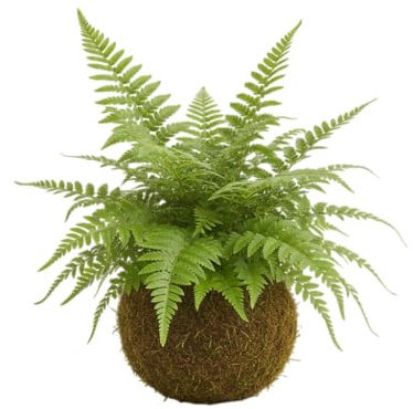 Kokedama Natural de Helecho Bostón Planta Viva de Interior Artesanal | DECOALIVE Decoración Natural