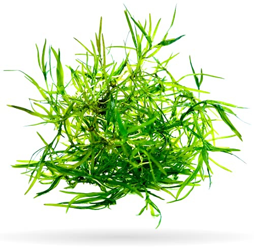 Guppy Grass (+Free Bonus Plant) Live Aquatic Plant for Aquarium (Najas Guadalupensis)