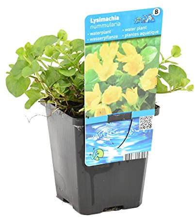 Bloomique - Lysimachia nummularia - Hierba del dinero/moneda - Plantas de estanque - Acuáticas - Resistente al frío - Altura 10-20 cm - Maceta 9 cm