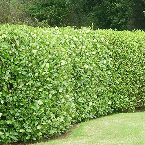 10 Griselinia Littoralis Hedging Evergreen Plants Fast Growing Shrubs 35-50cm Potted Sunnyside Nurseries