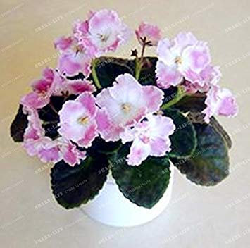 Potseed 100 PCS Mini Violet Samen Usambaraveilchen Samen Garten Topfpflanzen Violette Blumen Staude Matthiola Incana Hausgarten 4