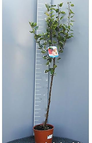 SAVINI VIVAI Gala Pommier, Plantes fruitières, Pommier en pot, 22-24 cm 2-3 ans, Hauteur 130-150 cm