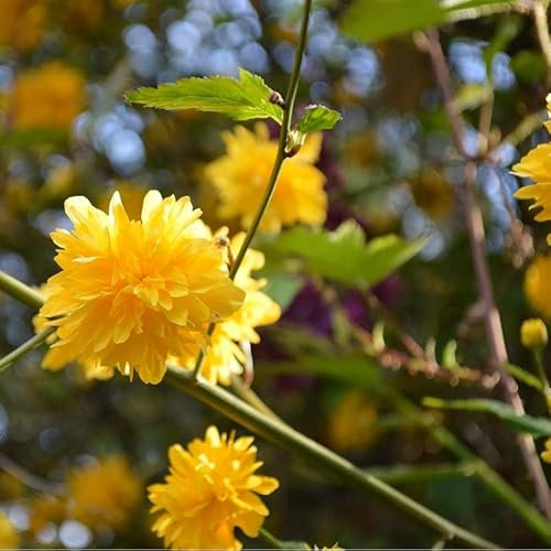 3 x Corête du Japon 'Pleniflora' - Kerria Japonica 'Pleniflora' 50-60 cm en conteneur - L'Élégance des Pompons Dorés du Japon