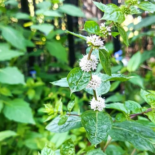 semi di menta resistente - giardino appartamento 350pcs