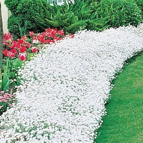 300 Semi di Alisso Nano Bianco tappeto di neve, Alyssum Maritimum, Pianta Perenne Strisciante, per Bordature e Giardini Rocciosi