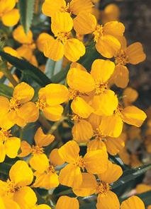 Mint Mexican Tagetes lucida 250 Seeds