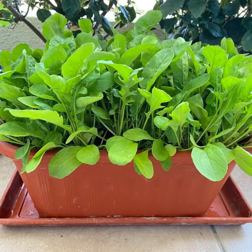 semi di rucola - decorativa aiuola rialzata balcone appartamento 1000pcs