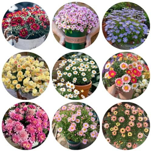 semillas de margarita de jardín, decoración de margarita de primavera, silvestres de cortadas Decoración 400pcs