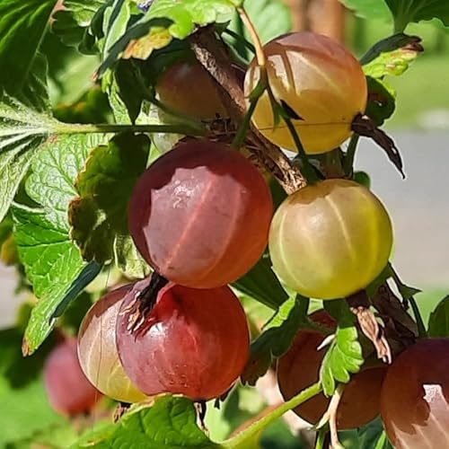 Gooseberry Bush Live Plant, 5-10 Inch Tall, Gooseberry Plant Live for Growing, Gooseberry Tree Live Plant (Sweet Gooseberry)