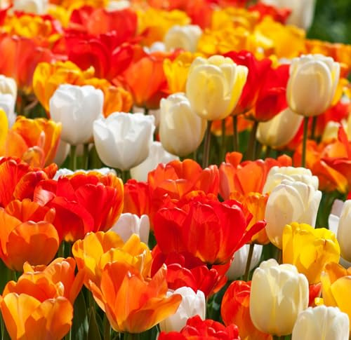 Tulipa Darwin Hybrid Orange Red Apeldoorn Mixture Tulips Triumph Bulbs - Colorful Mix - 12/+ cm Bulbs (Apeldoorn Mixture, 15, Count)