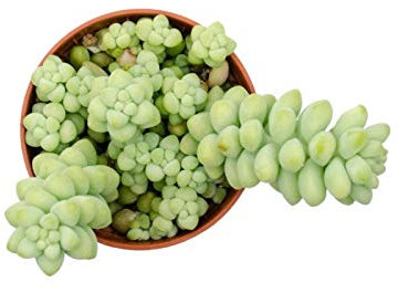 Sedum Morganianum o Burrito Planta Natural en Maceta Pequeña 5cm