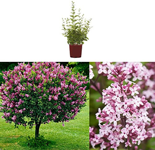 Syringa Palibin - Dwarf Korean Scented Lilac Bush in 9cm Pot - Flowering Ornamental Tree (2 Plants)