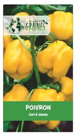 100 Graines Poivron Carré Jaune Yellow Bell – Gros Fruits Doux et Croquants – Variété à Chair Épaisse – Idéal Farcis ou Cru – Très Facile à Cultiver